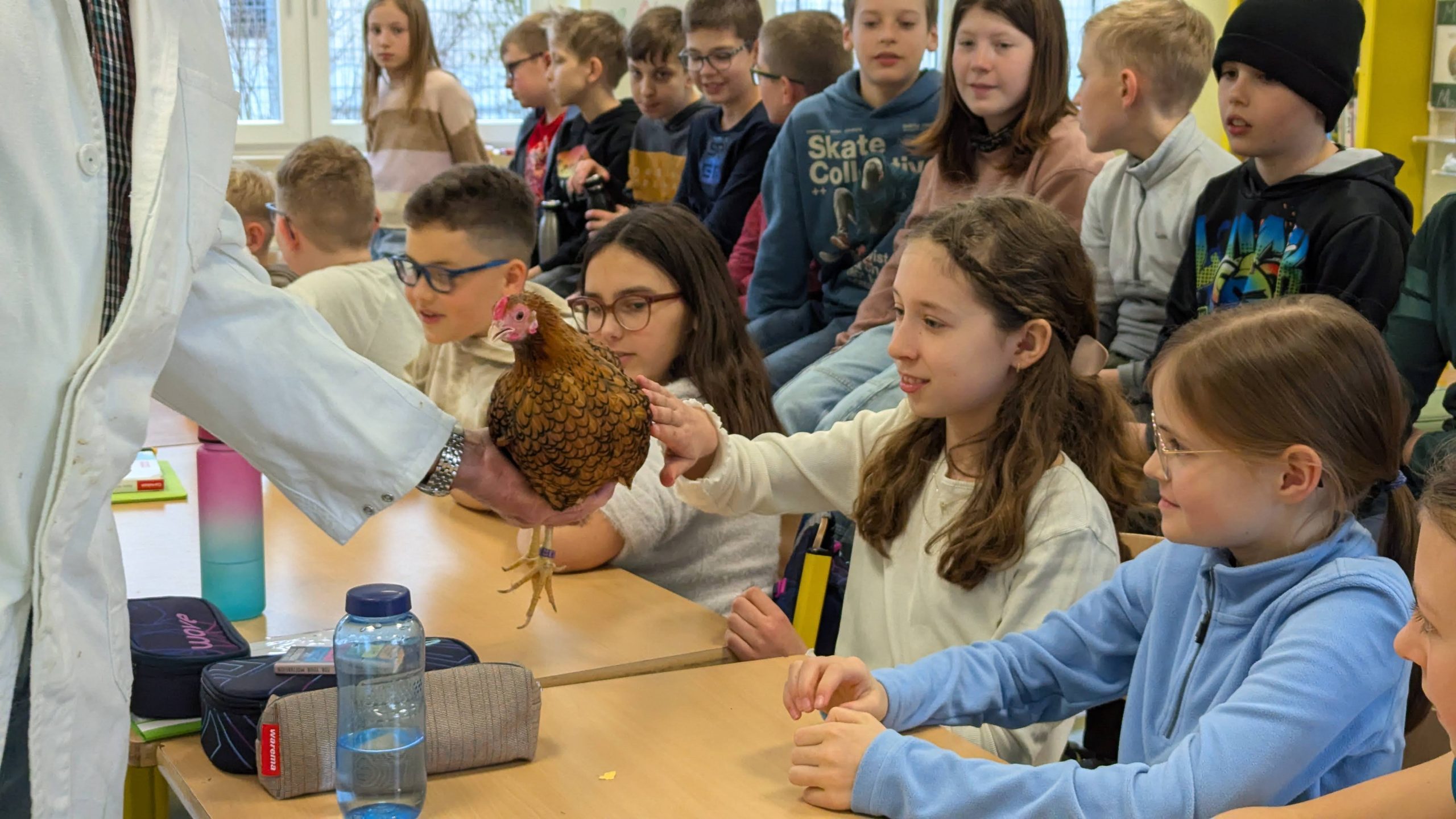 Beitragsbild zum BLOG-Beitrag Hühnerzüchter zum Besuch im BNT-Unterricht In dieser Woche bekamen wir im BNT-Unterricht der Jahrgangsstufe 5 einen ganz besonderen Besuch: Der renommierte Kleintierzüchter Hanspeter Wagner kam zu uns in die Schule und brachte verschiedene Hühner mit.