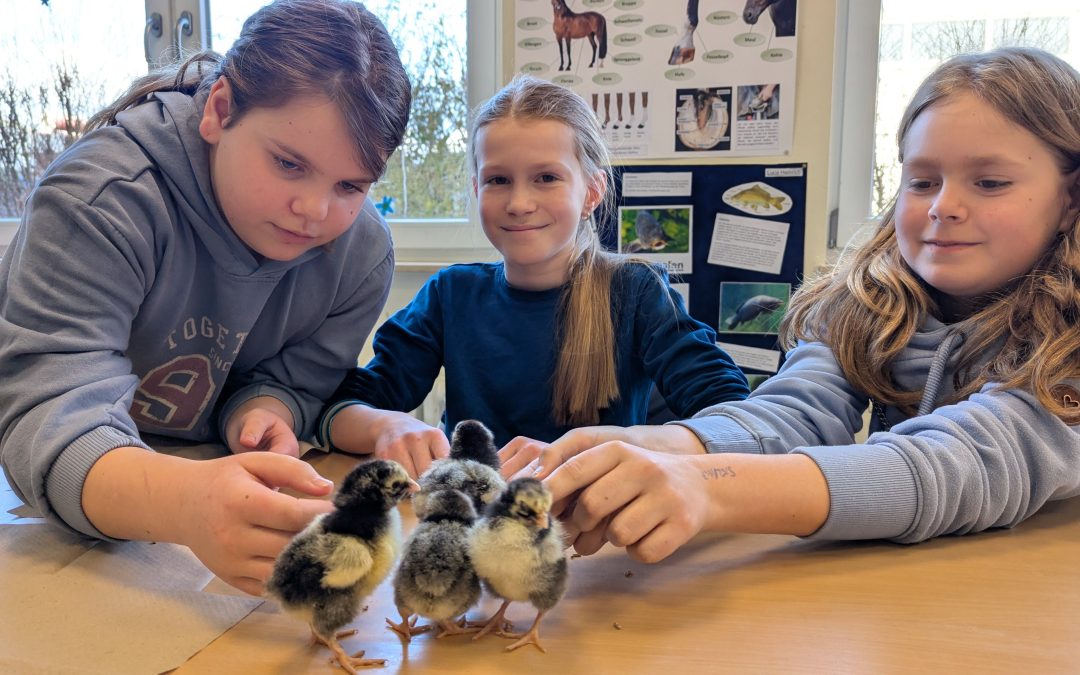 Faszination Natur im Schulalltag: Kükenbesuch im BNT-Unterricht