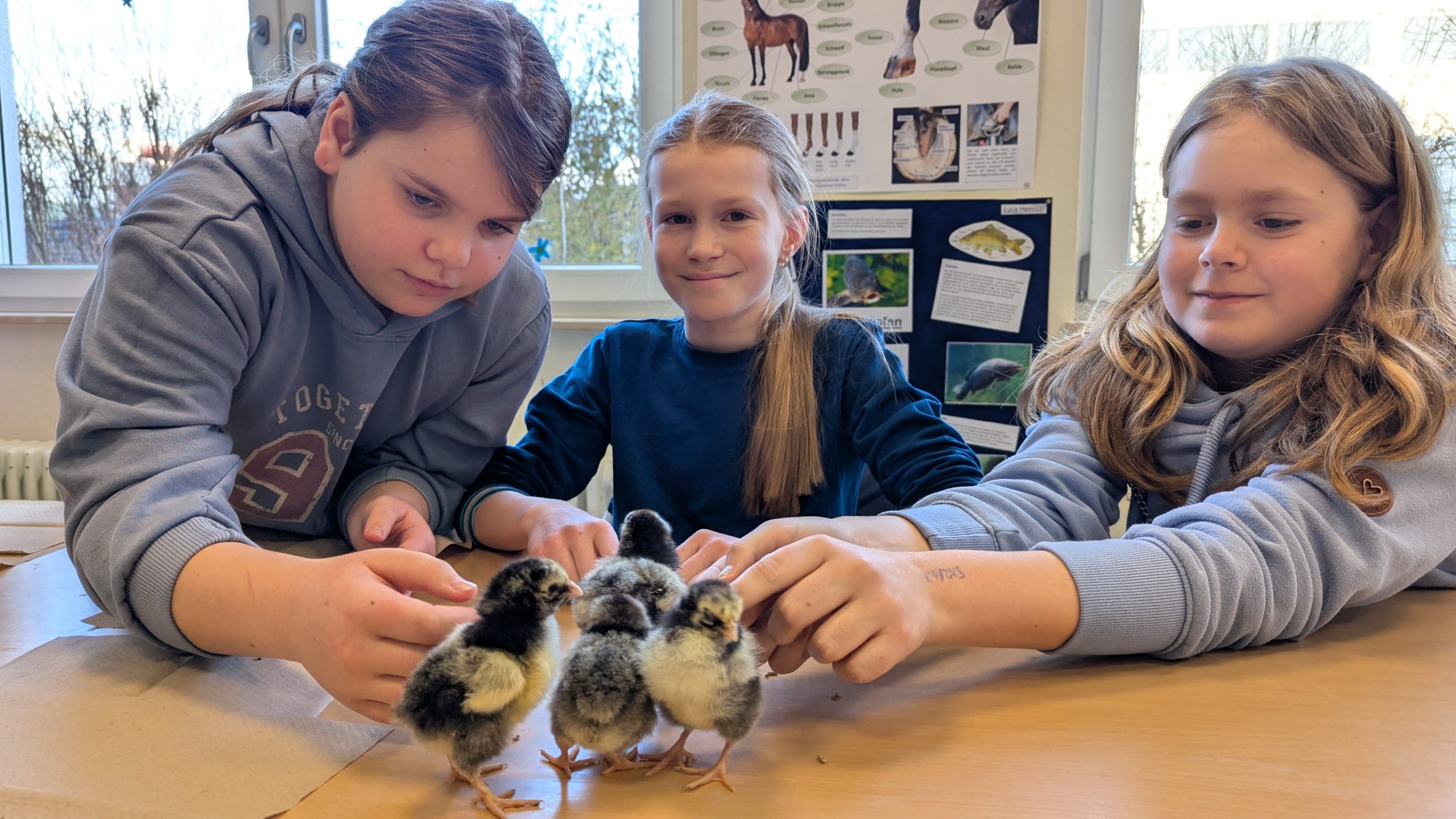 Faszination Natur im Schulalltag: Kükenbesuch im BNT-UnterrichtDie Klasse 5G durfte 10 süße Küken begrüßen! Die Vorfreude war sehr groß und als die kleinen, lebhaften Küken dann das Klassenzimmer eroberten, war die Begeisterung sofort bei allen spürbar.