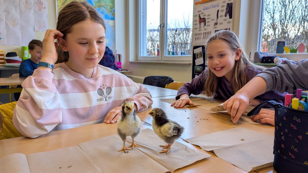 Faszination Natur im Schulalltag: Kükenbesuch im BNT-UnterrichtDie Klasse 5G durfte 10 süße Küken begrüßen! Die Vorfreude war sehr groß und als die kleinen, lebhaften Küken dann das Klassenzimmer eroberten, war die Begeisterung sofort bei allen spürbar. 