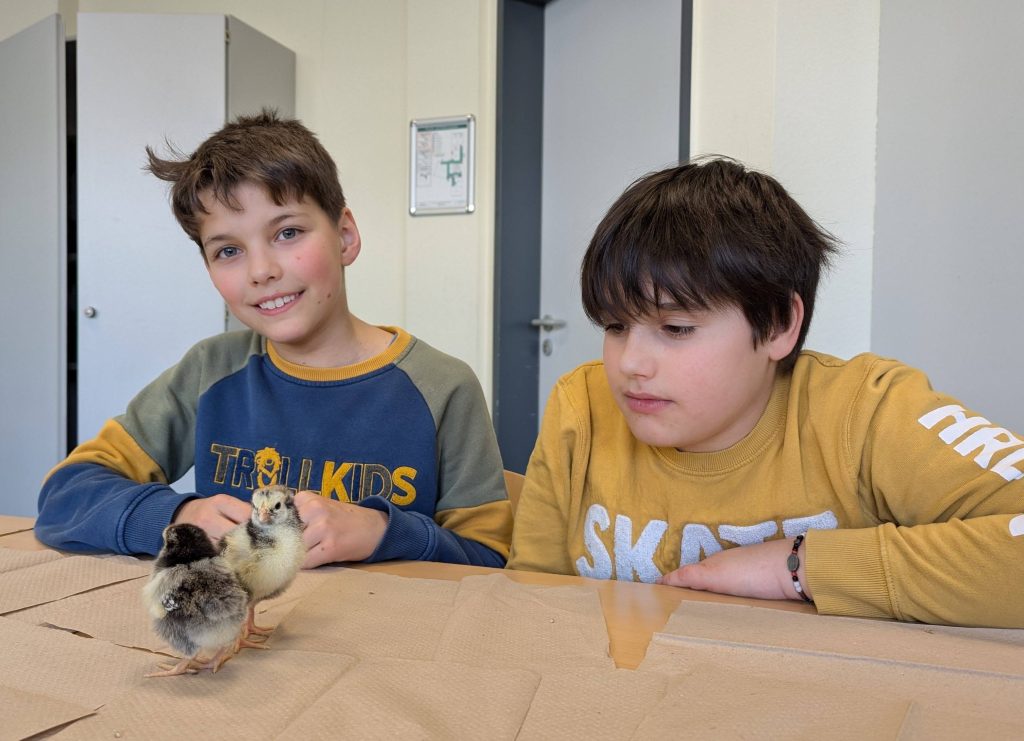 Faszination Natur im Schulalltag: Kükenbesuch im BNT-UnterrichtDie Klasse 5G durfte 10 süße Küken begrüßen! Die Vorfreude war sehr groß und als die kleinen, lebhaften Küken dann das Klassenzimmer eroberten, war die Begeisterung sofort bei allen spürbar. 