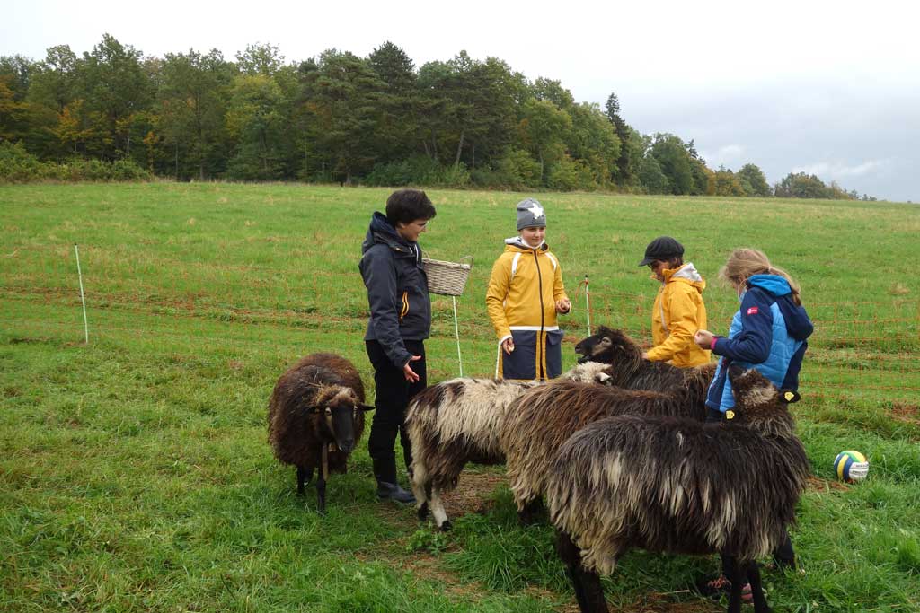 Freie Evangelische Schule und Kindertagesstätte Heidenheim FES Heidenheim Projekt "Rund ums Schaf"